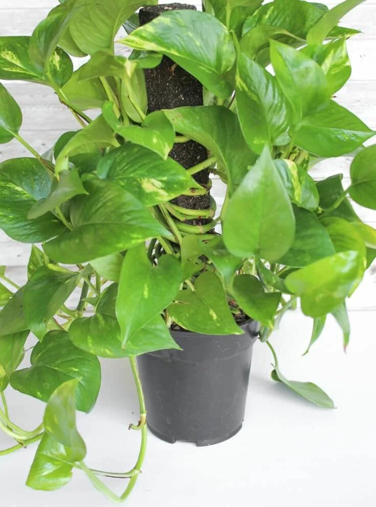 Растение мужегон как выглядит How to Care for a Pothos Plant: The Perfect Houseplant for Beginners Ivy plant i