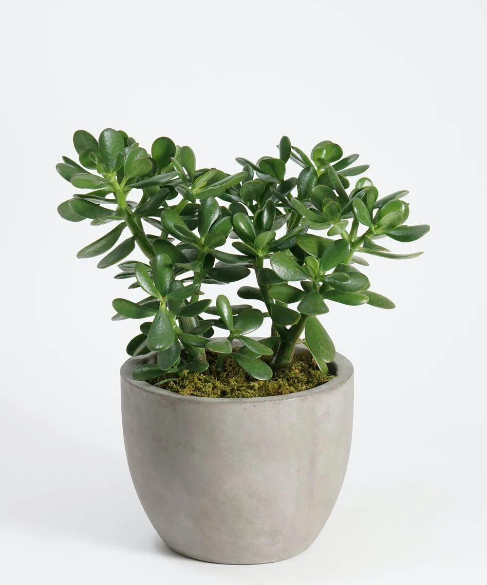 Растение нефрит комнатное фото Buy Jade Plants online from Amodiva at Lowest Price