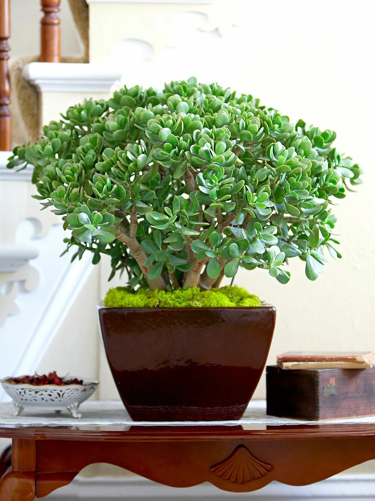 Растение нефрит комнатное фото Why Your Jade Plant Has Wrinkled Leaves, and How to Perk It Up ASAP