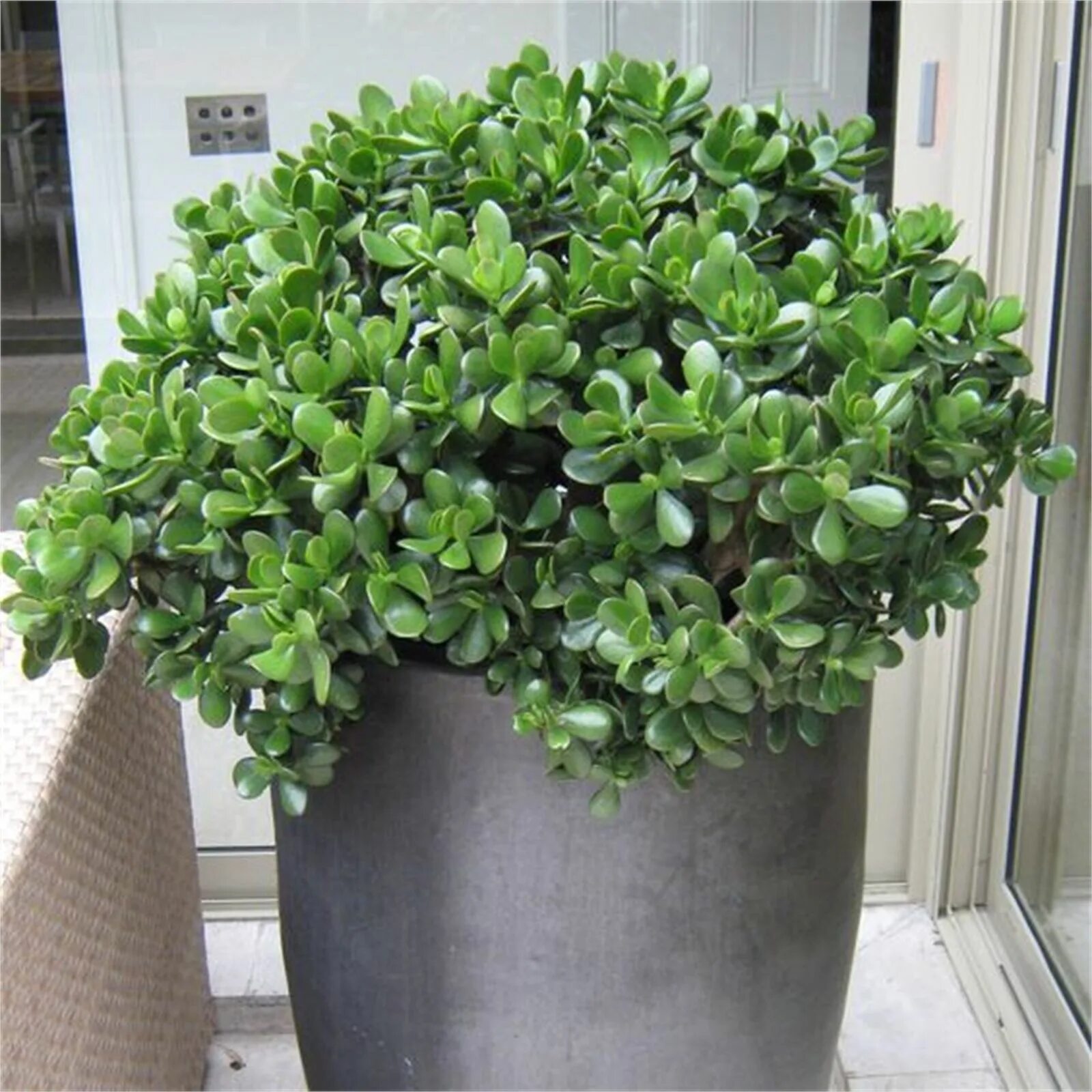 Растение нефрит комнатное фото 200mm Assorted Jade Plant - Crassula ovata Jade plants, Plants, Crassula ovata