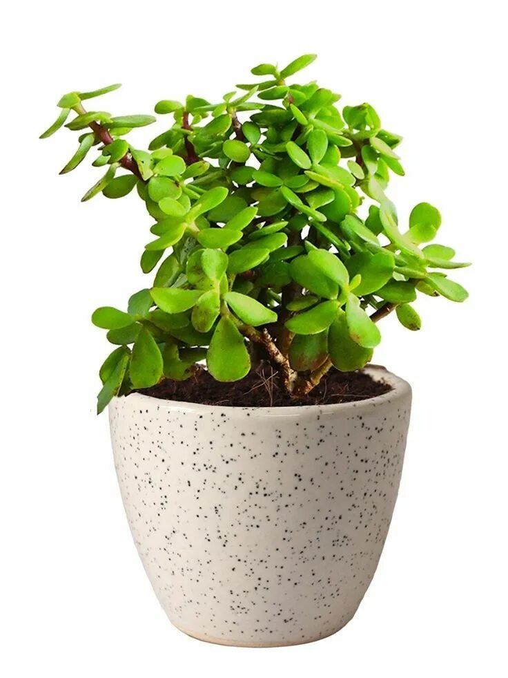 Растение нефрит комнатное фото Add Some Greenery to Your Desk with This Jade Plant