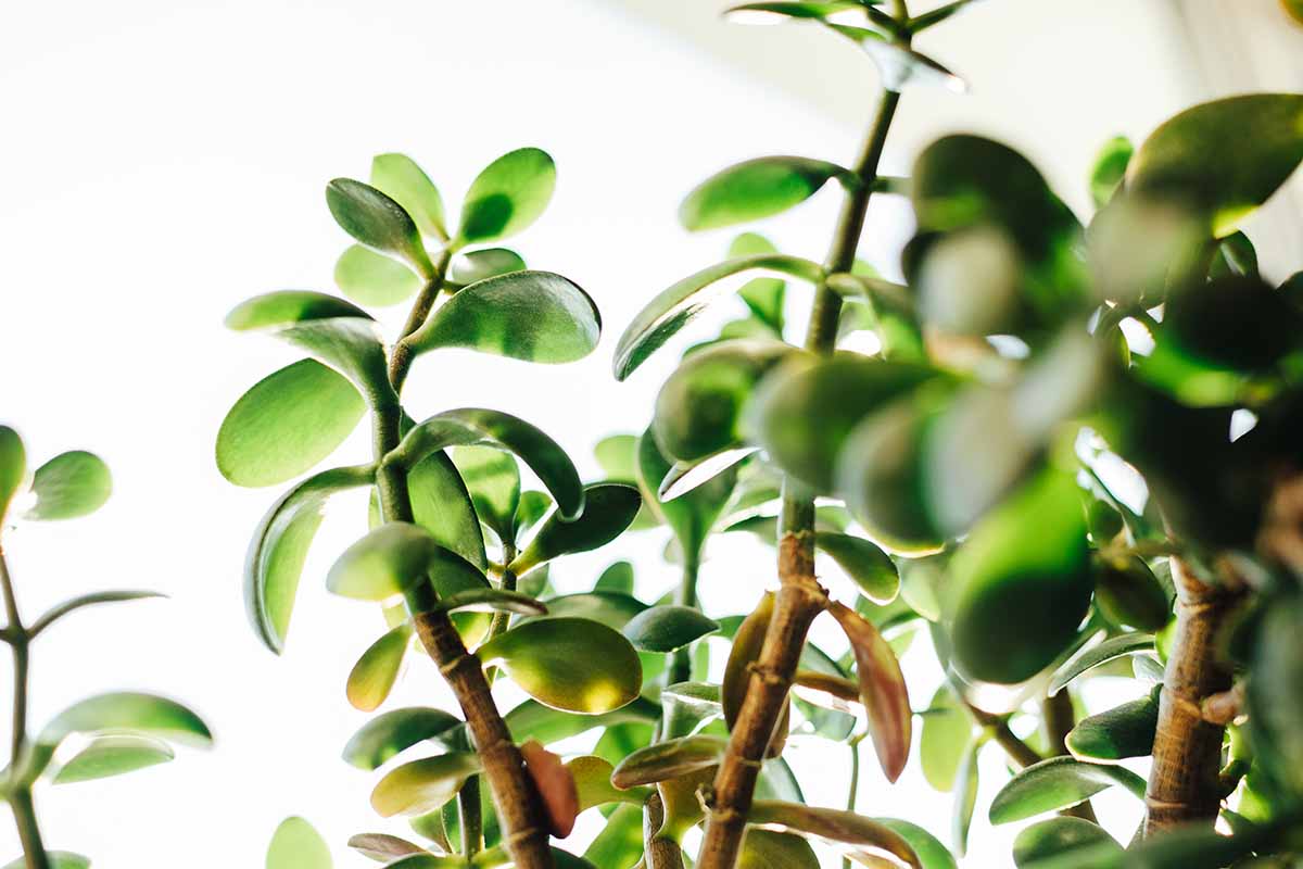 Растение нефрит комнатное фото Reasons (and Fixes!) for Limp Leaves on Jade Plants