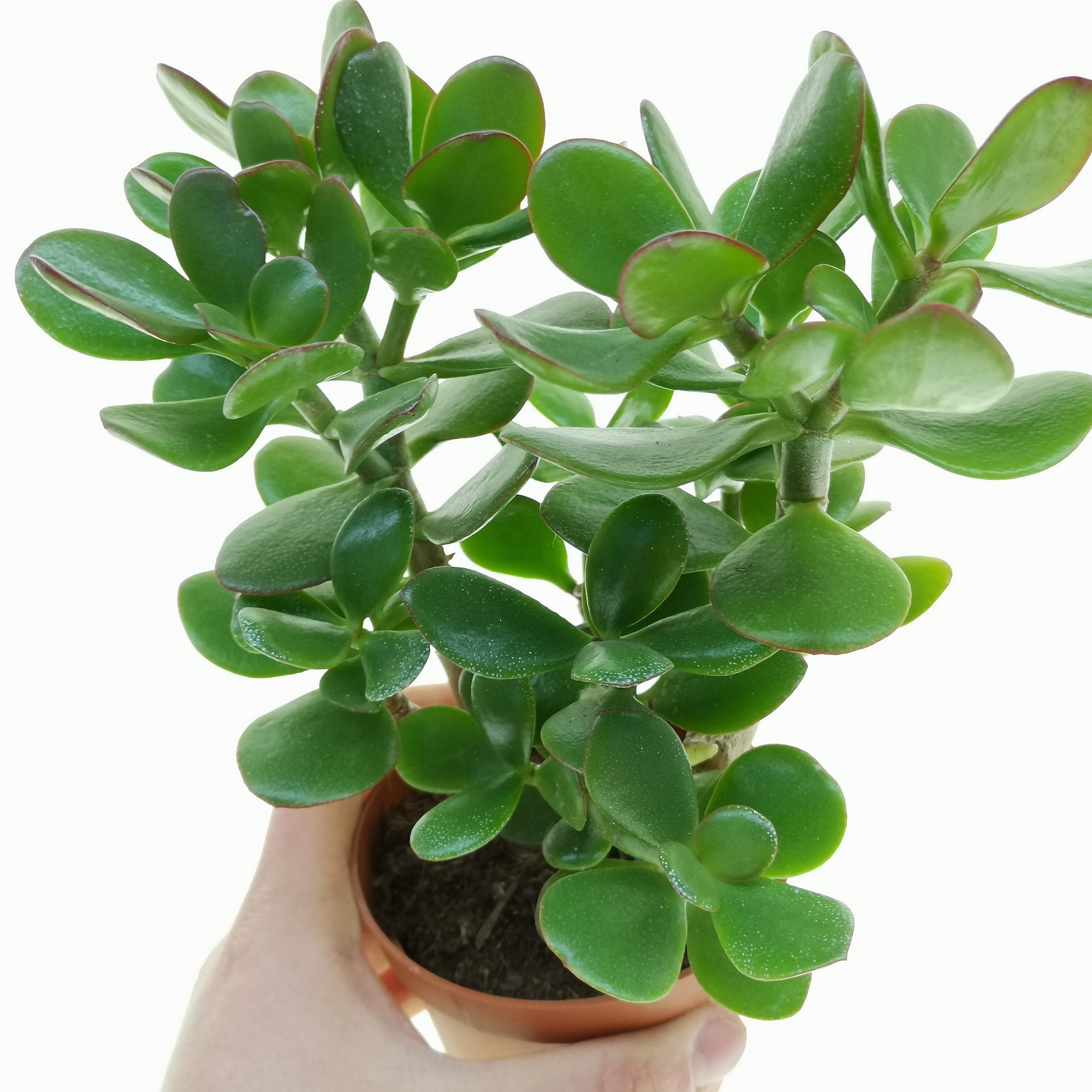 Растение нефрит комнатное фото Crassula Ovata - Mainaam Garden