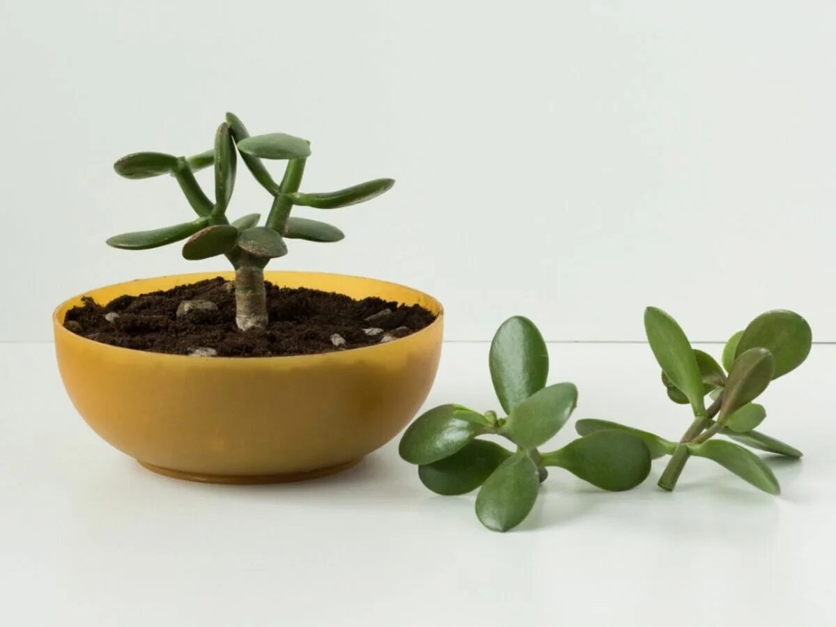 Растение нефрит комнатное фото Jade Plant Propagation Tips And Tricks Gardening Know How