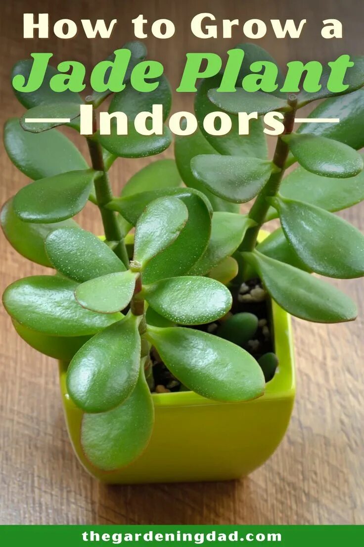 Растение нефрит комнатное фото 3 EASY Tips to Growing Jade Plants Indoors & Outdoors Jade plants, Plant benefit