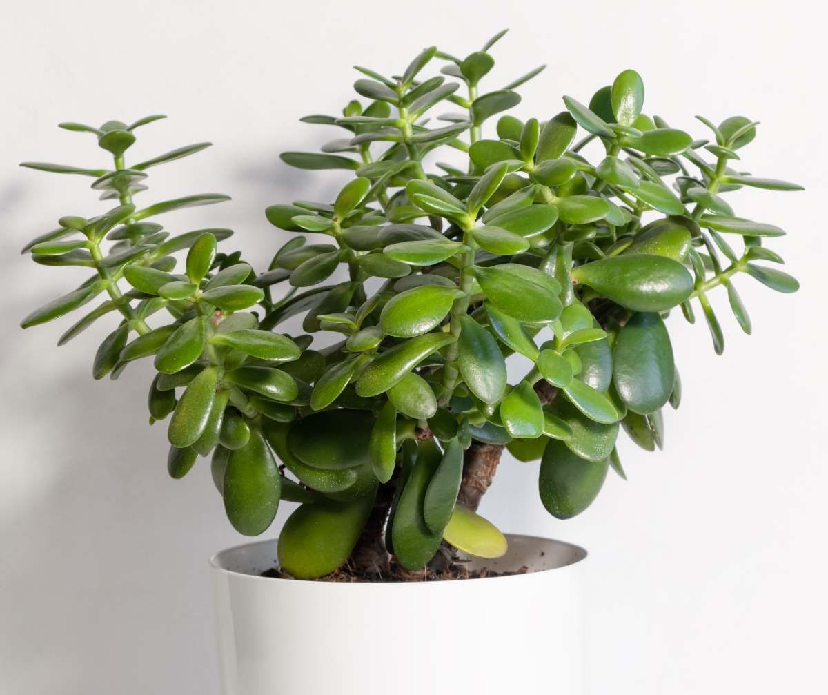 Растение нефрит комнатное фото Crassula : l'arbre de Jade en 2023 Crassula, Crassula ovata, Bouture plante gras