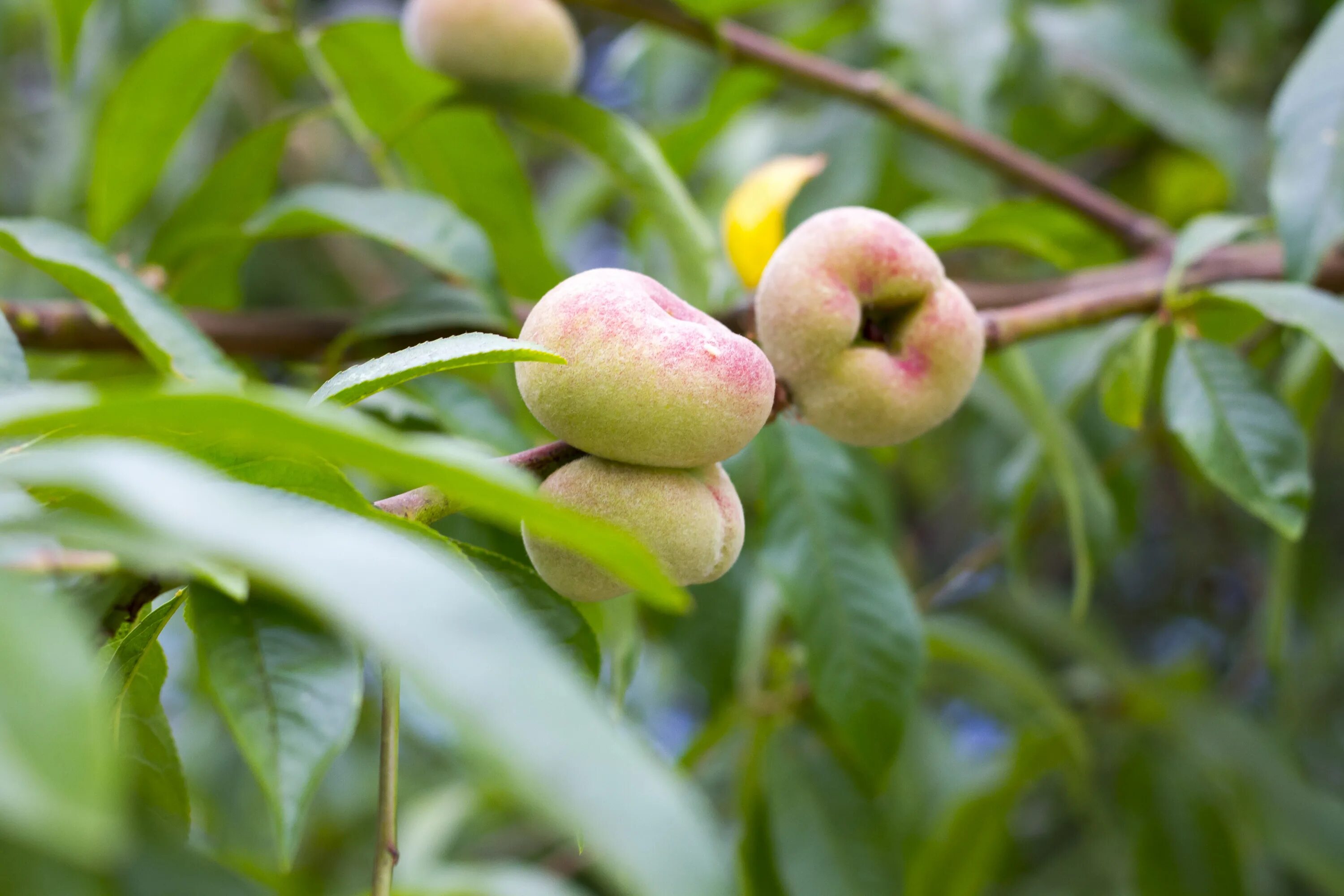 Растение нектарин как выглядит Free Images : tree, nature, branch, fruit, flower, floral, food, produce, evergr