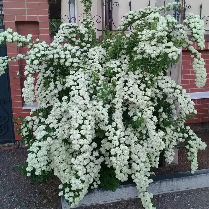 Растение невеста кустарник научное название фото Спирея Вангутта, саженец ЗКС Декоративные кустарники и многолетники.. Декоративн