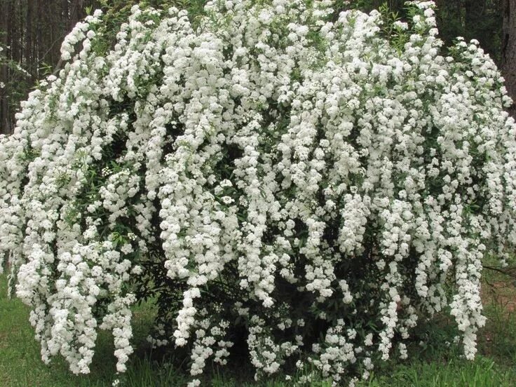 Растение невеста кустарник научное название фото Bridal Wreath Spirea Bridal wreath spirea, Urban garden, Dream garden