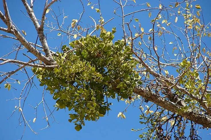 Растение омела как выглядит Омела белая растет на лиственном дереве Medicinal plants, Mistletoe, Deciduous t