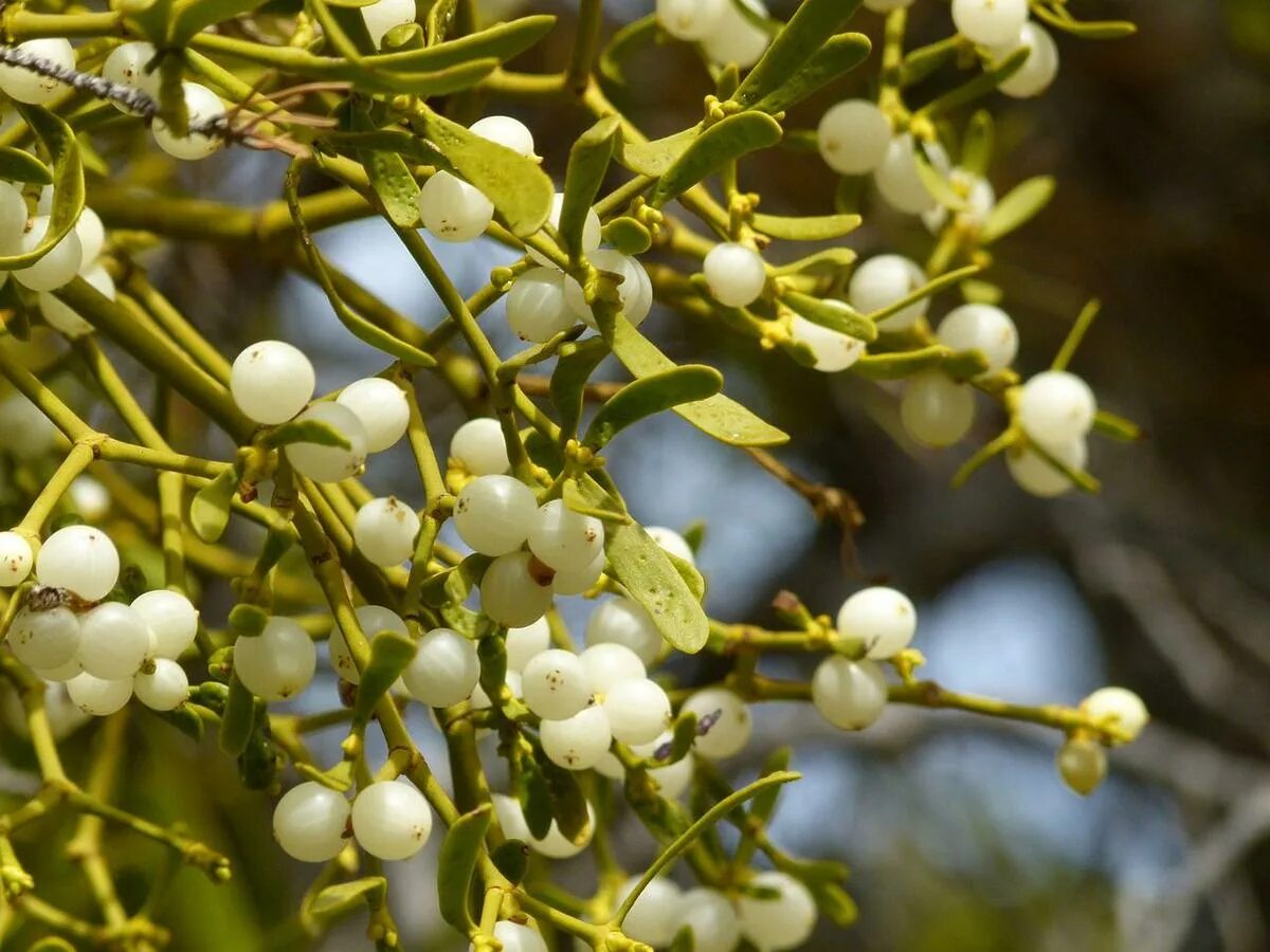 Растение омела как выглядит The significance behind Christmas ornaments - The Hindu