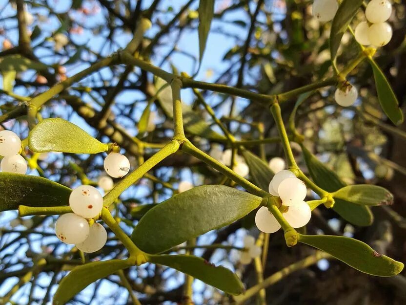 Растение омела как выглядит Natural super glue from mistletoe berries - A promising discovery