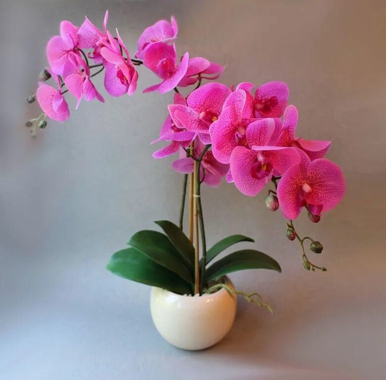 Растение орхидея фото Pin by Алёна Чубарова on цветы Indoor flowers, Orchids, Plants