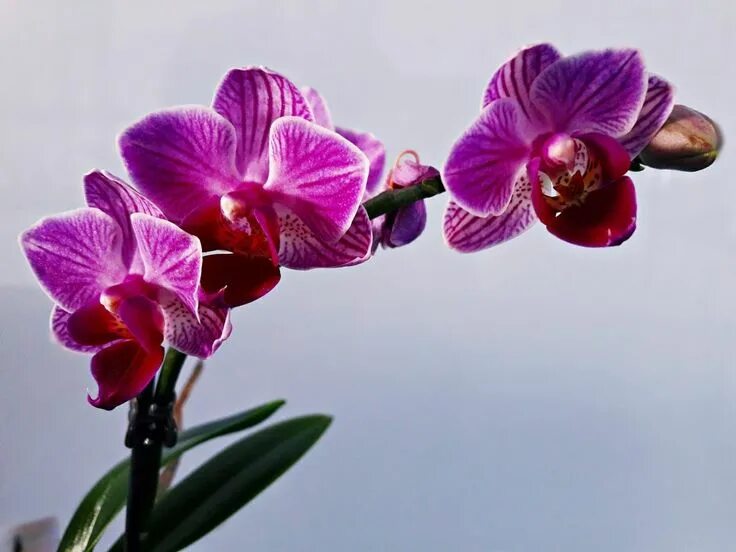 Растение орхидея фото Basic Orchid Growing Tips Growing orchids, Orchids, Orchid plants