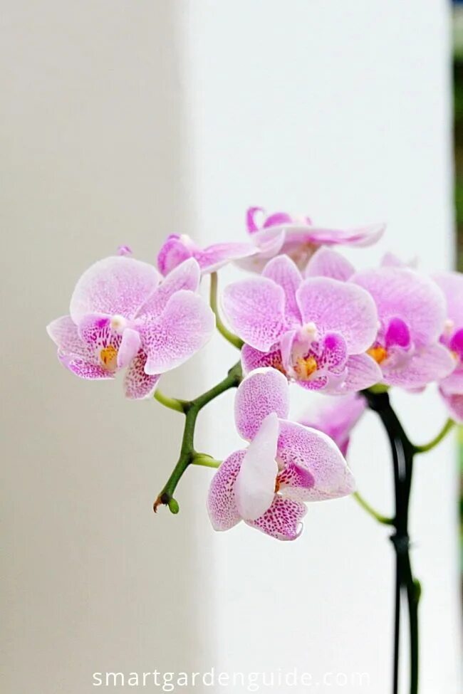 Растение орхидея фото Orchid care for beginners. Make growing phalaenopsis orchids at home easy with t