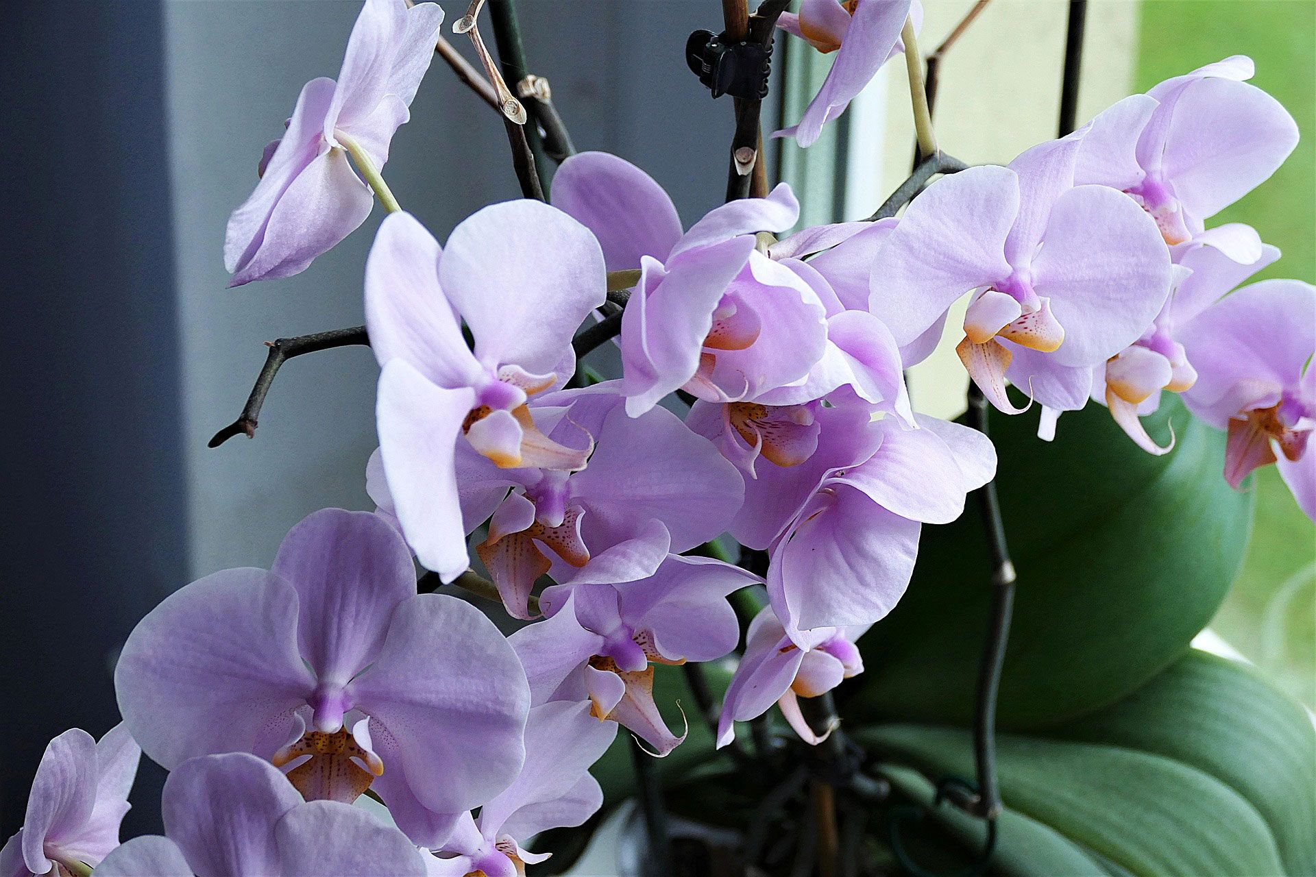 Растение орхидея фото Growing orchids SA Garden and Home Orchideeën kweken, Orchidee, Huisplanten