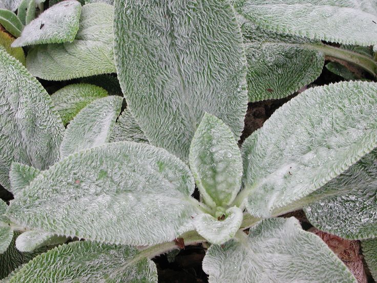 Растение ослиные уши фото lamb's ears to use for greens in the bouquets Medicinal herbs garden, Lambs ear,