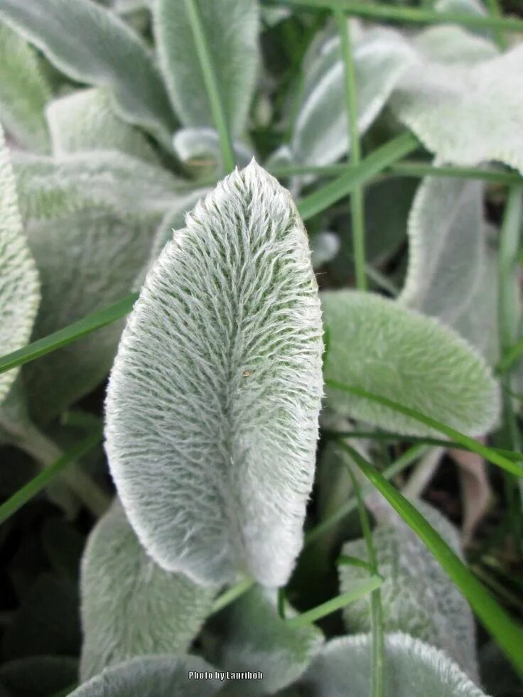 Растение ослиные уши фото Lamb's Ears: Plant Care and Collection ... Lambs ear plant, Lambs ear, Plant car