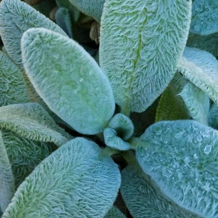 Растение ослиные уши фото Lamb's-ears - (Stachys byzantina lanata) in 2021 Stachys byzantina, Silver carpe