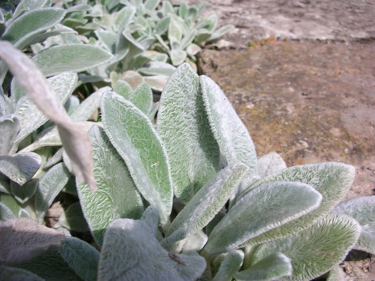 Растение ослиные уши фото File:Stachys lanata 01.jpg - Wikipedia