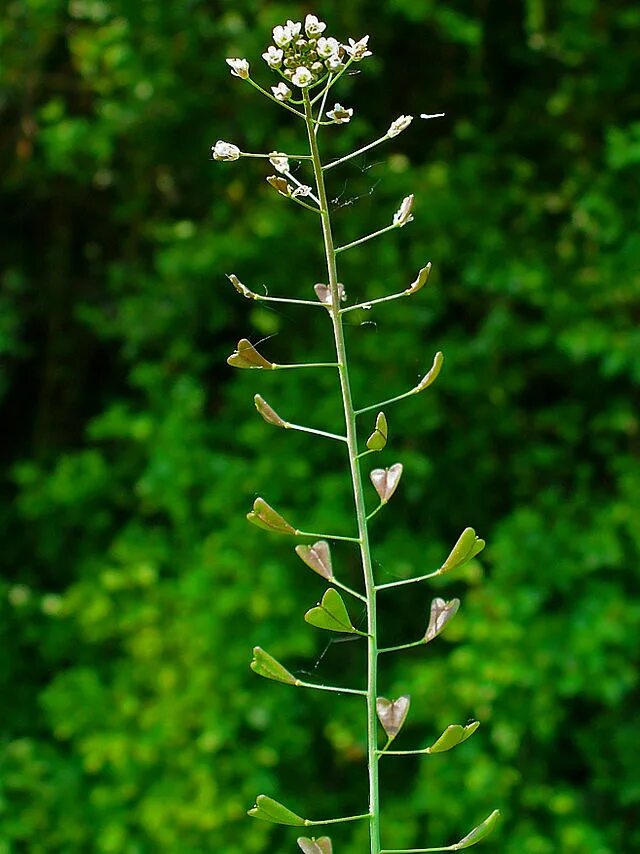 Растение пастушья сумка фото и описание Файл:Capsella bursa-pastoris 002.JPG - Вікіпедія