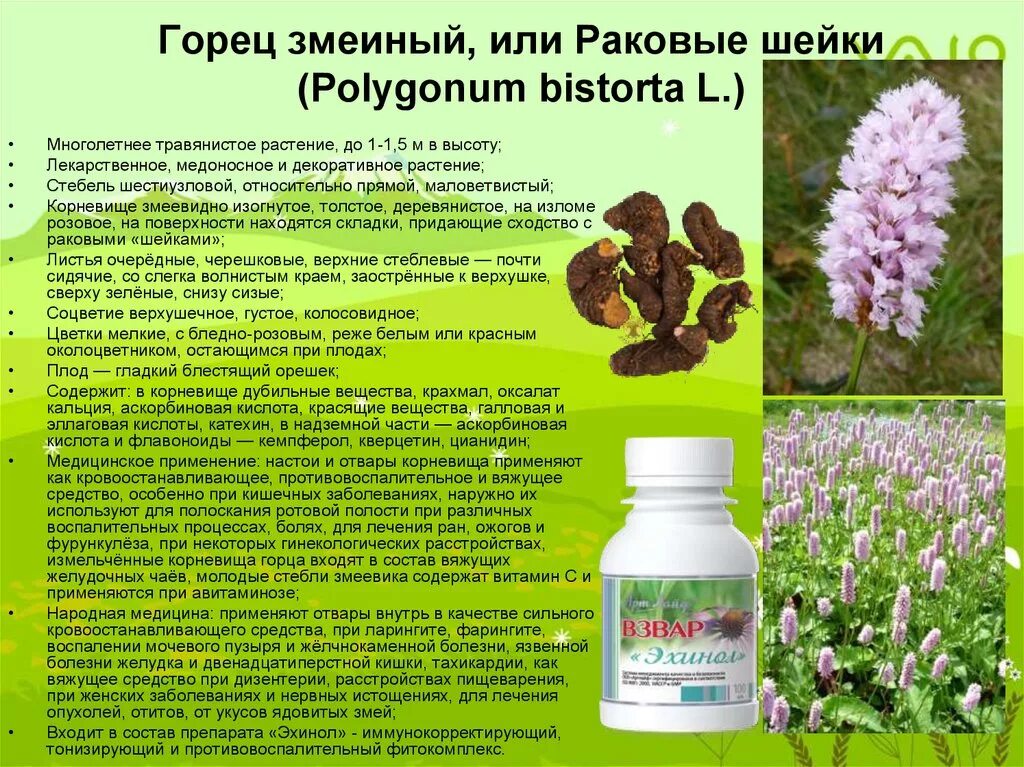 Растение раковая шейка как выглядит Семейства Гречишные (Polygonaceae), Буковые (Fagaceae), Берёзовые (Betulaceae) -