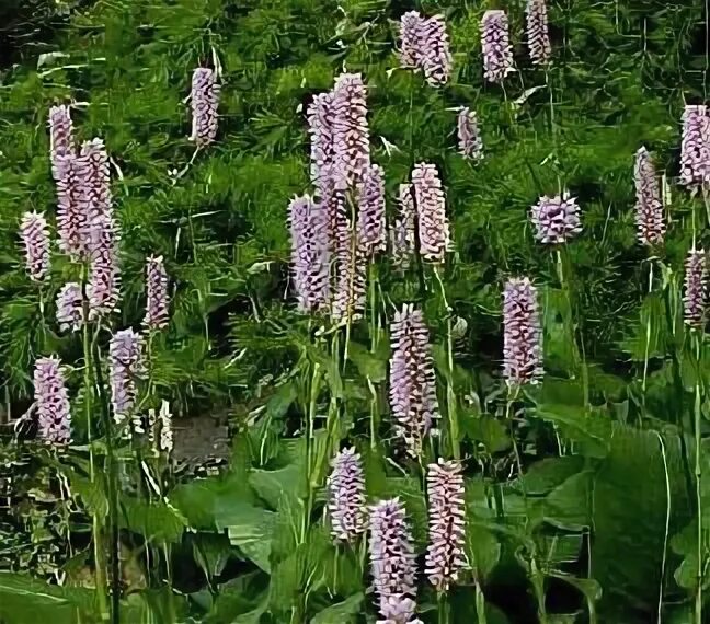 Горец змеиный / Persicaria bistorta, C3