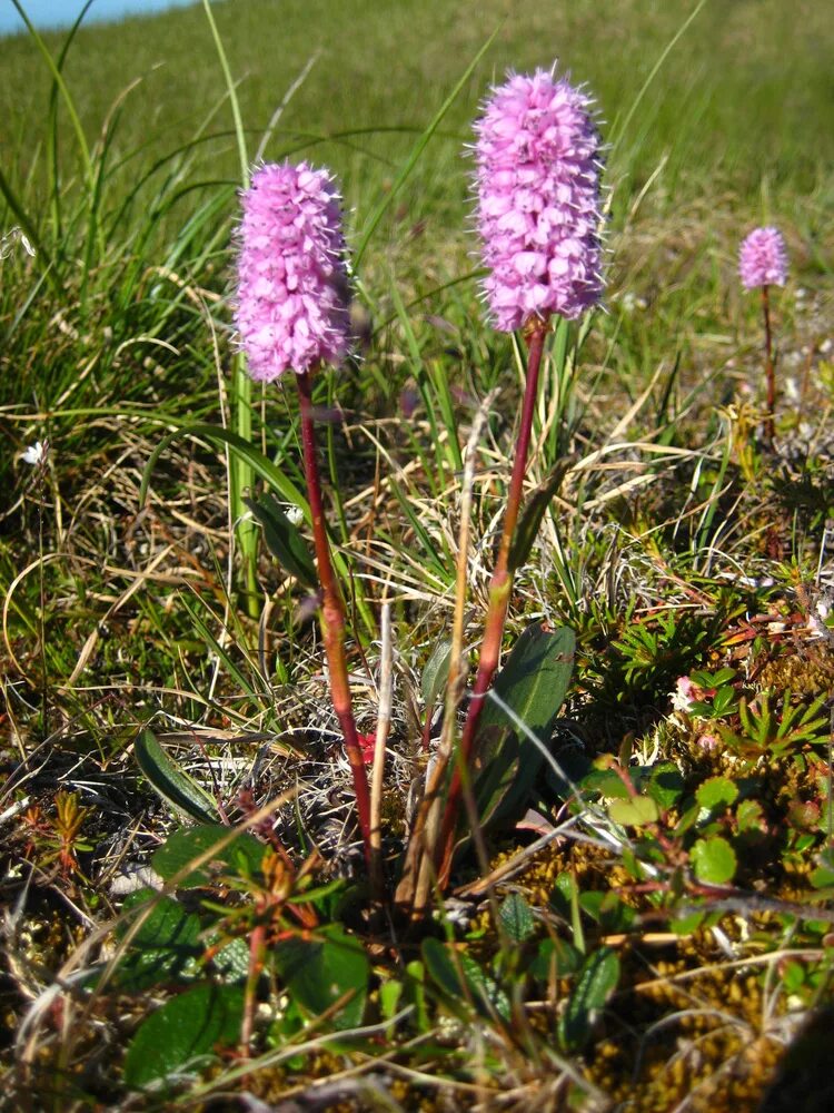 Растение раковая шейка как выглядит фото Горец змеиный "Polygonum"