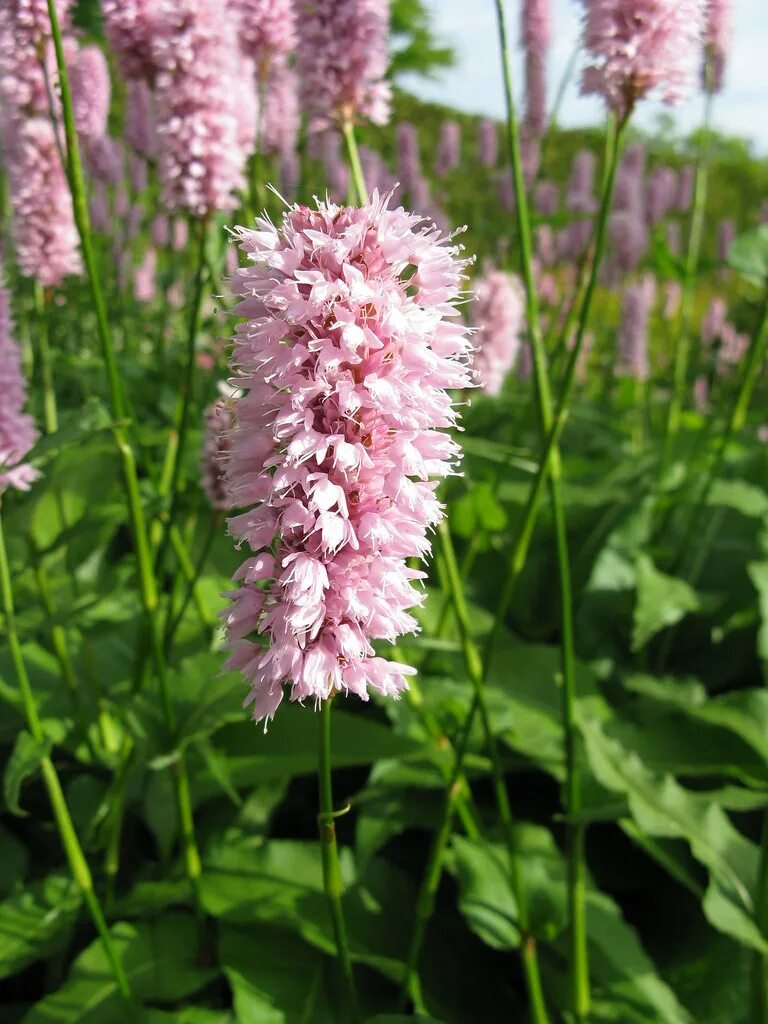 Растение раковая шейка как выглядит фото Polygonum bistorta, Superbum Kingsbrae Garden Flickr