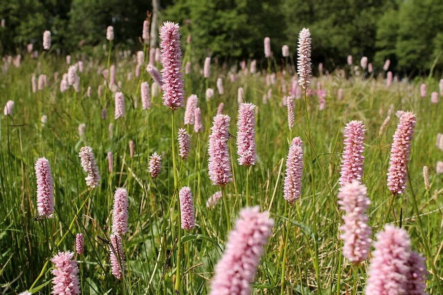 Растение раковая шейка как выглядит фото Горец змеиный / Persicaria bistorta, C3