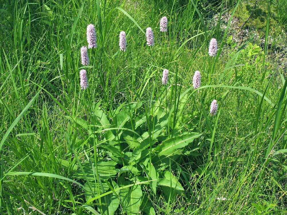 Растение раковая шейка как выглядит фото Bistorta officinalis (meadow bistort)