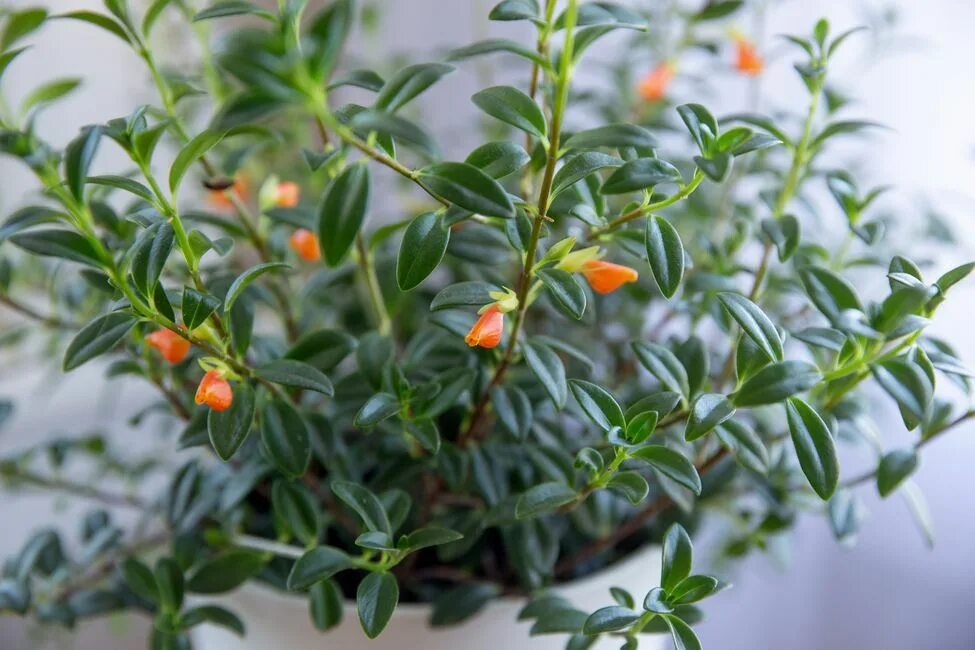 Растение рыбка фото How to Grow Goldfish Plants Indoors Goldfish plant, Blooming plants, Plants