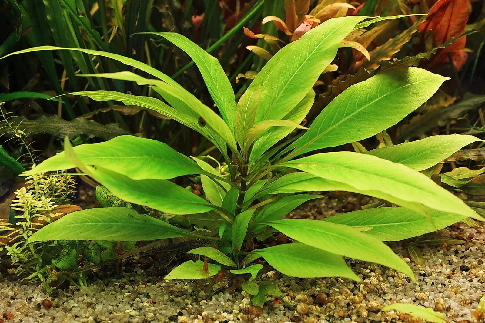 Растение рыбка фото Лимонник (Hygrophila corymbosa) купить - Живая планета