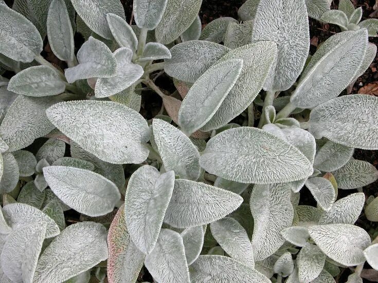 Растение с белыми листьями фото 16 Silver-Foliage Plants to Brighten Your Landscape Silver plant, Foliage plants