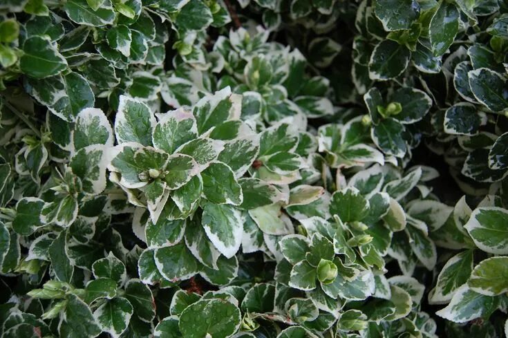 Растение с белыми листьями фото Euonymus fortunei 'Emerald Gaiety' Inside plants, Small shrubs, Drought tolerant