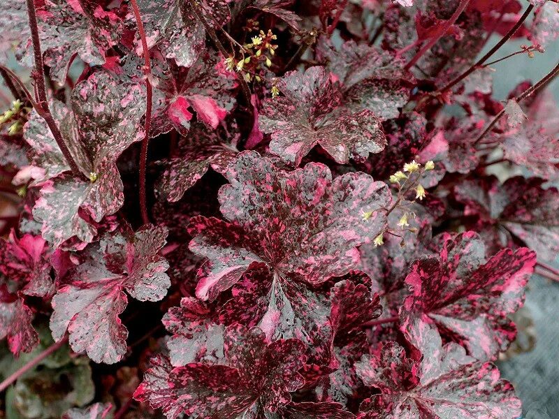 Растение с бордовыми листьями фото Гейхера (Heuchera `Midnight Rose`)