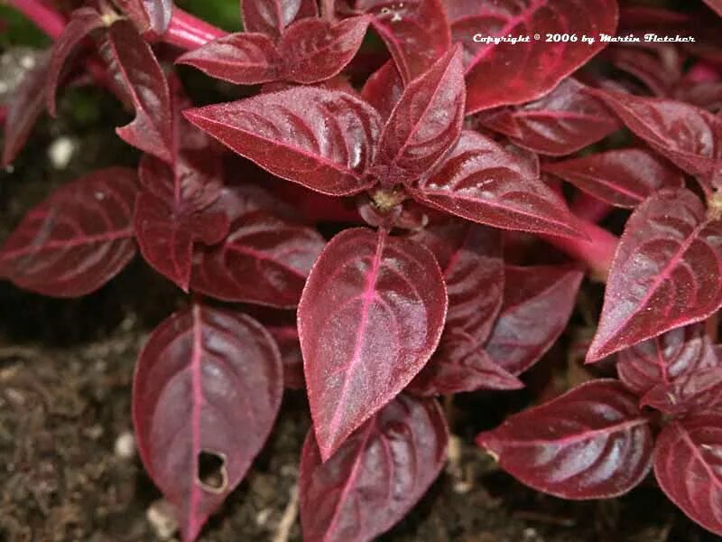 Растение с бордовыми листьями фото Iresine herbstii Bloodleaf California Gardens