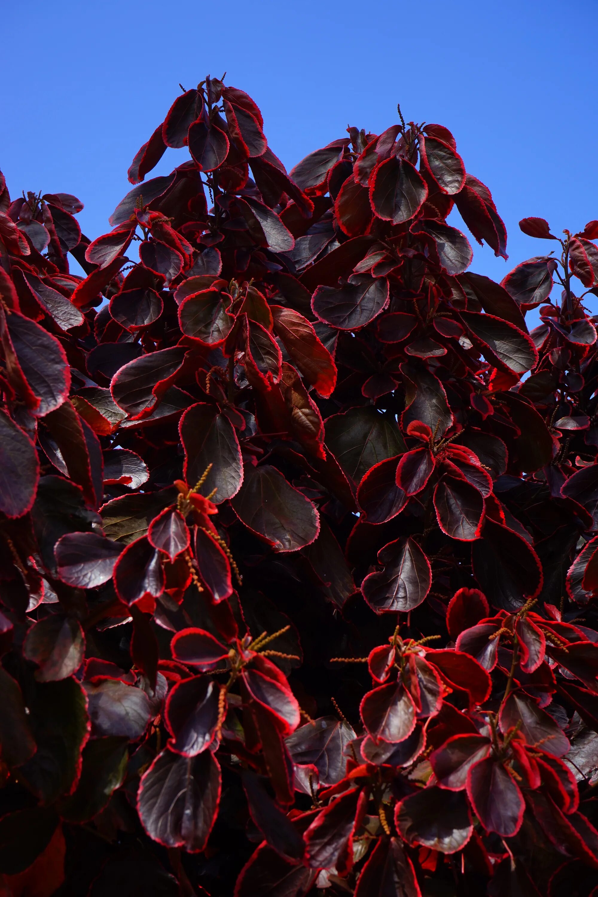 Растение с бордовыми листьями фото и названия Dark red foliage of a shrub close up free image download