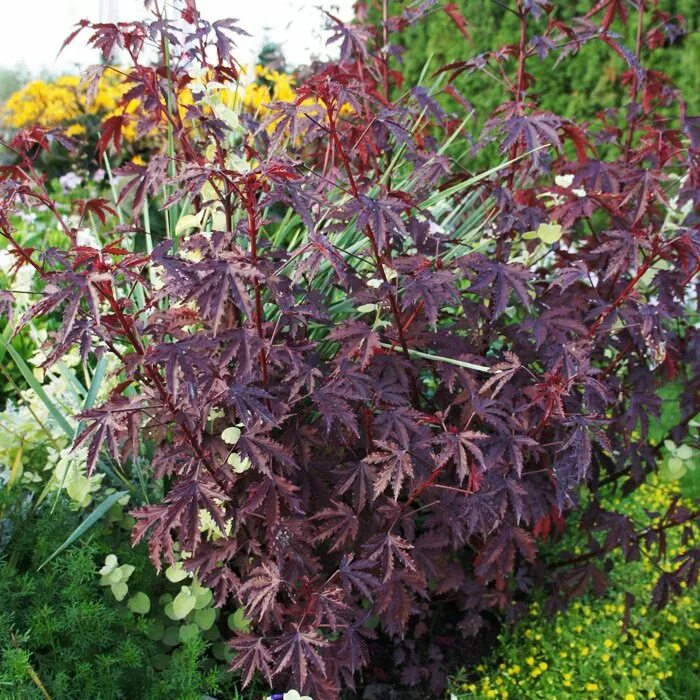 Hopi Red Dye #Amaranth Organic seeds, Amaranth, Amaranthus