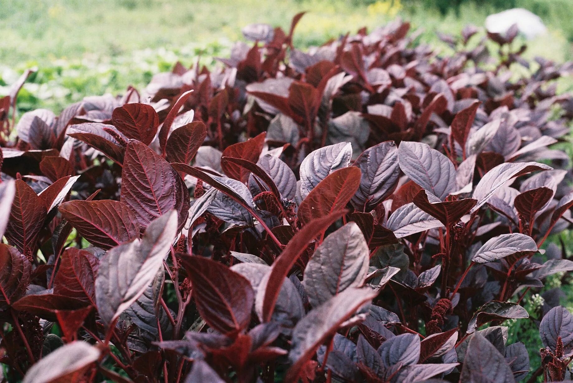 Растение с бордовыми листьями фото и названия Hopi Red Dye #Amaranth Organic seeds, Amaranth, Amaranthus