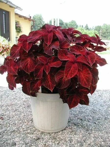 Растение с бордовыми листьями фото и названия Колеус гибридный (Coleus х hybrida) "Wizard" (velvet red) (ячейка 6) Сибирские г