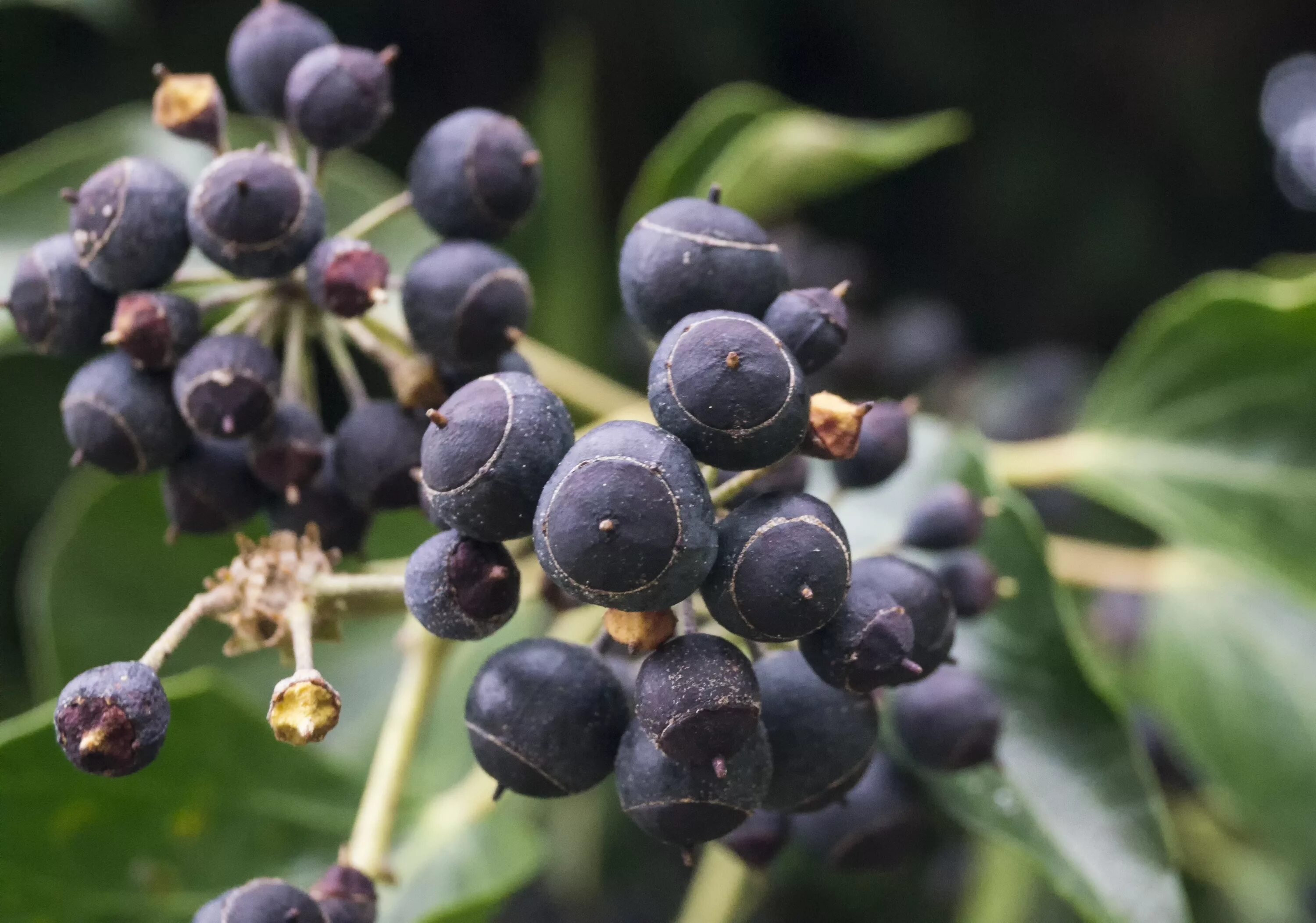 Растение с черными ягодами фото Free Images : tree, branch, fruit, berry, flower, purple, floral, food, produce,