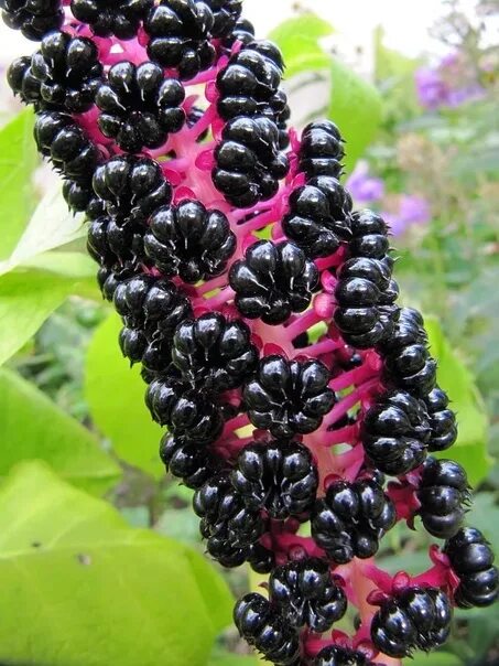 Растение с черными ягодами фото Unusual perennial plants of phytolacca 2022 Дачная жизнь ВКонтакте