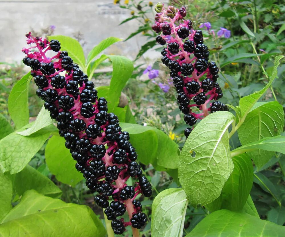 Растение с черными ягодами фото Phytolacca acinosa - Image of an specimen - Plantarium