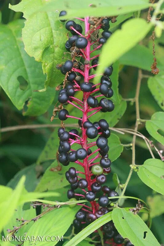 Растение с черными ягодами фото Black berries on a magenta stem - Poke plant (Phytolacca americana)