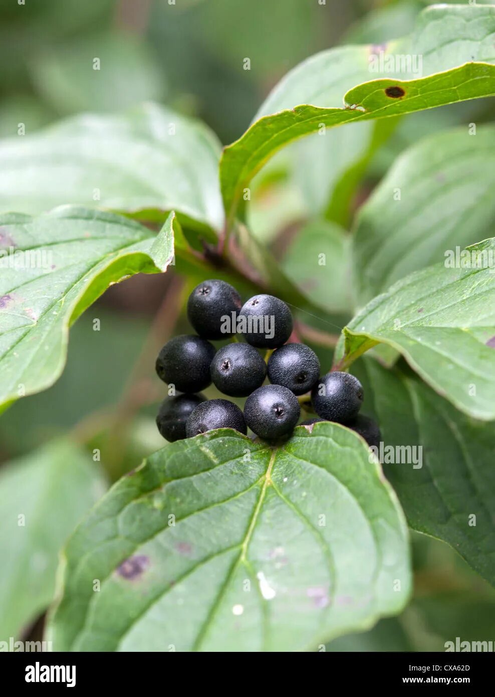 Растение с черными ягодами фото black poison berries Stock Photo - Alamy