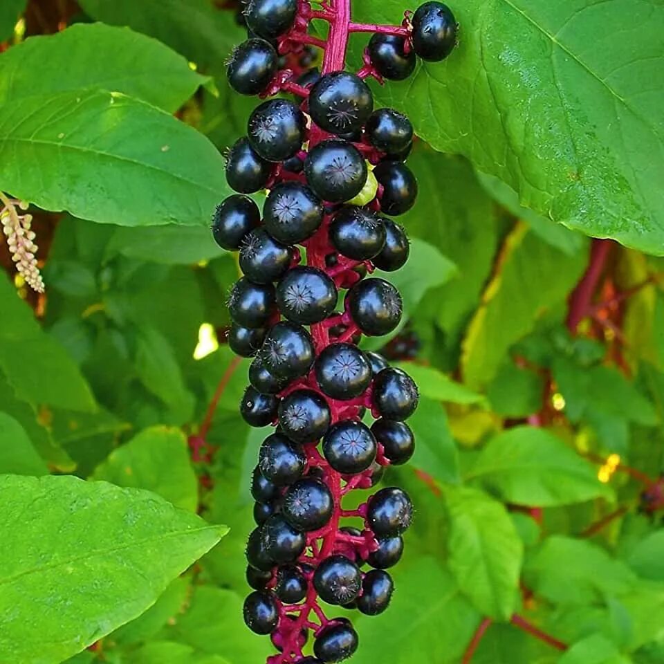 Растение с черными ягодами фото Amazon.com: Frozen Seed Capsules: Patio, Lawn & Garden