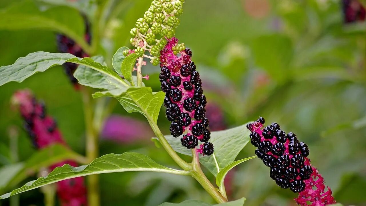 Растение с черными ягодами фото Kermesbeeren bekämpfen oder nutzen? Was du wissen musst Deadly plants, Poisonous