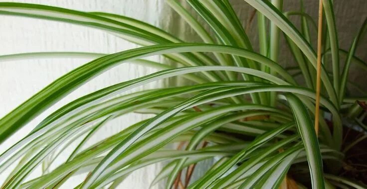 Растение с длинными листьями фото Top Tips for Taking Care of your Spider Plant Life's Dirty. Clean Easy. Types of