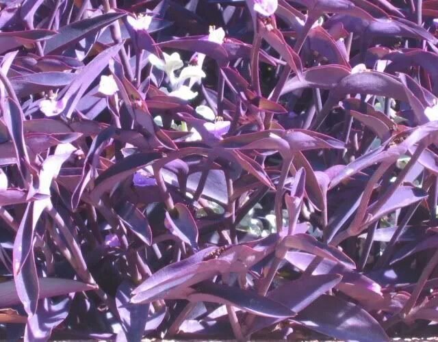 Растение с фиолетовыми листьями фото Tradescantia pallida Purple Heart GOT IT Plants, Purple heart plant, Tropical ga